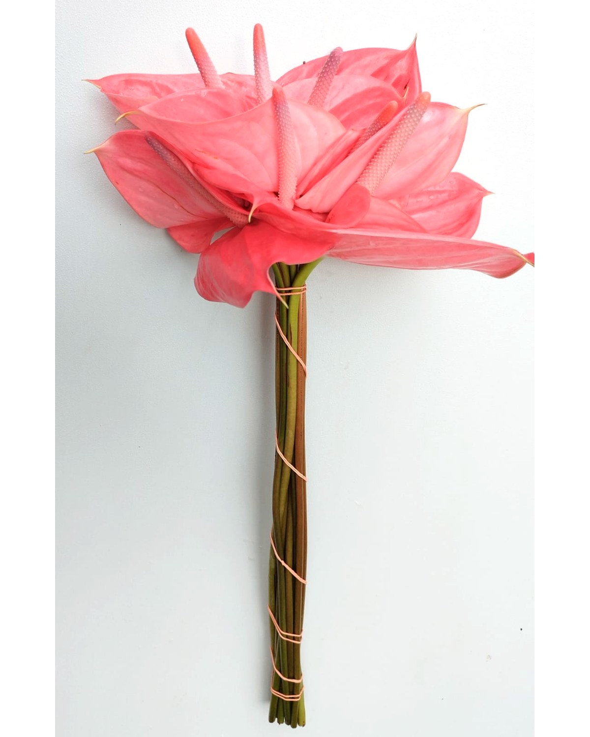 Fresh cut Anthurium foliage