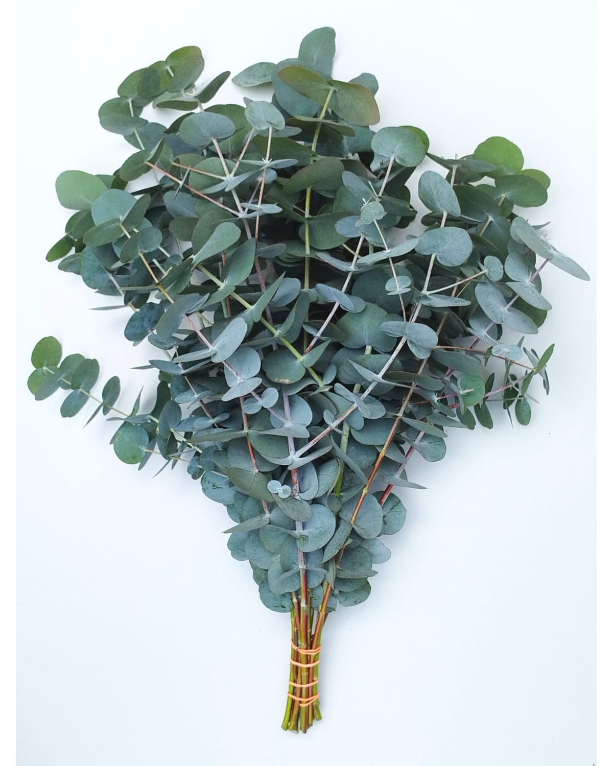 Fresh cut Eucalyptus cinerea, also known as True Blue