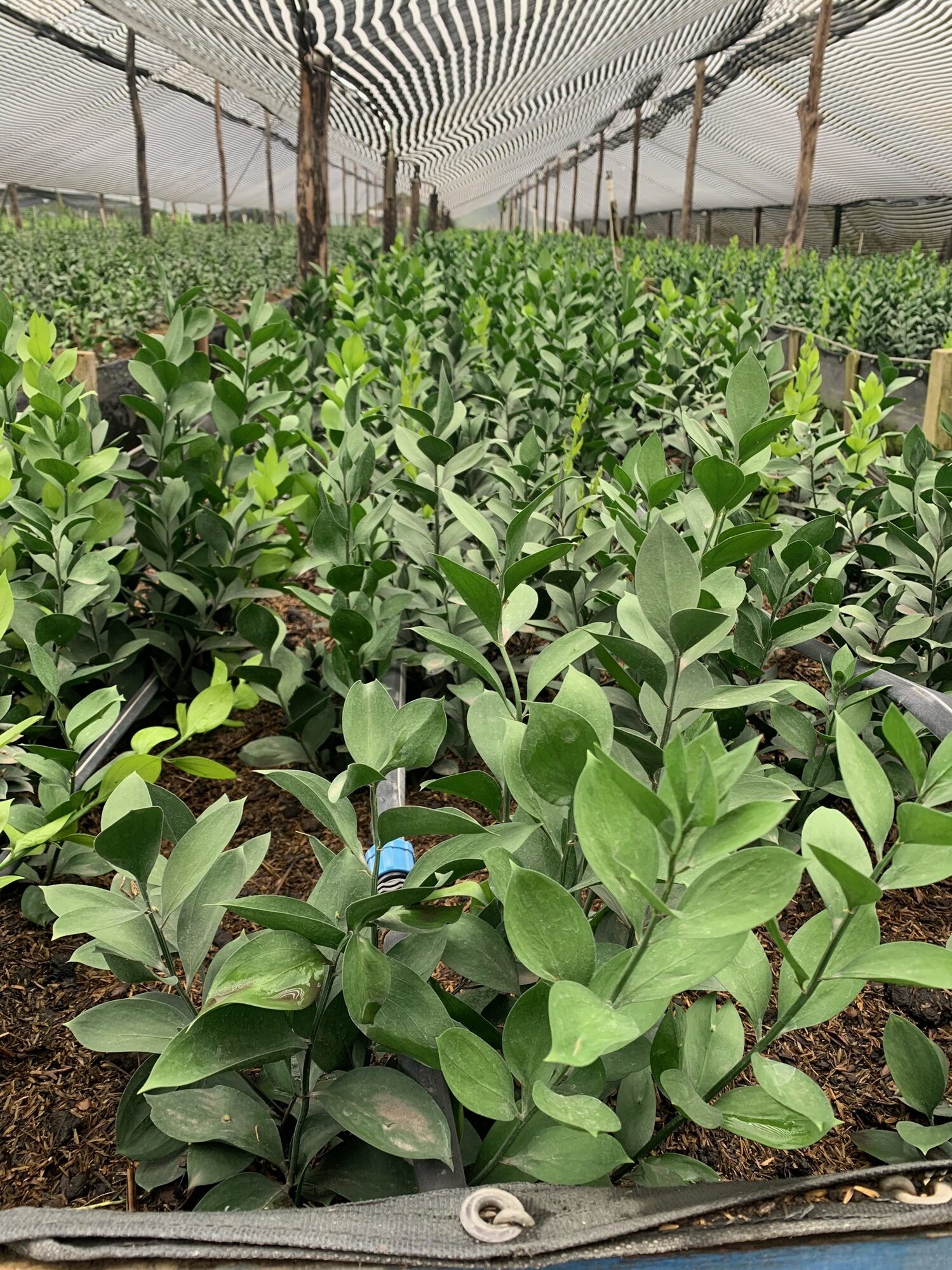 Rows of foliage growing inside the Green Mood greenhouse