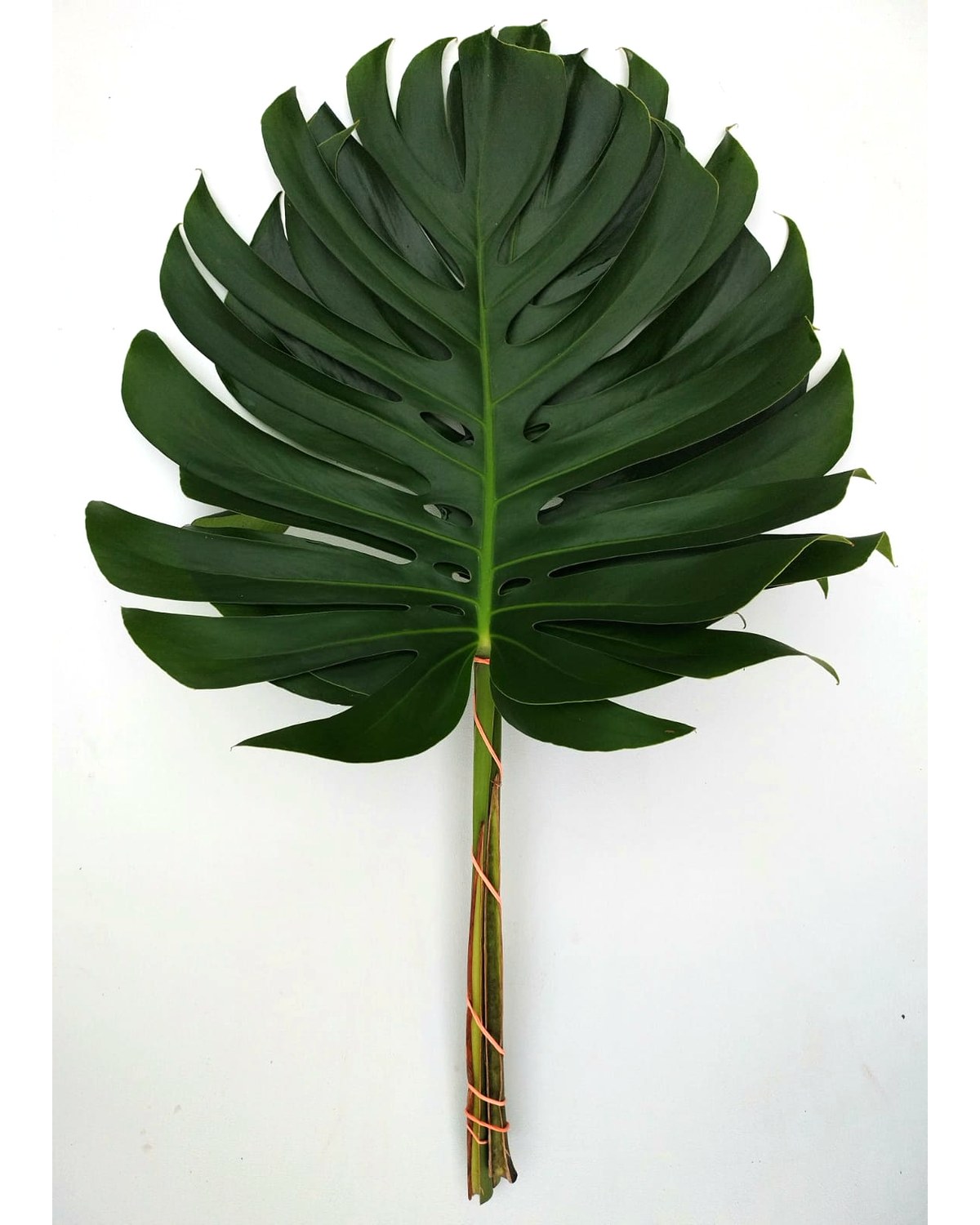 Monstera deliciosa leaves