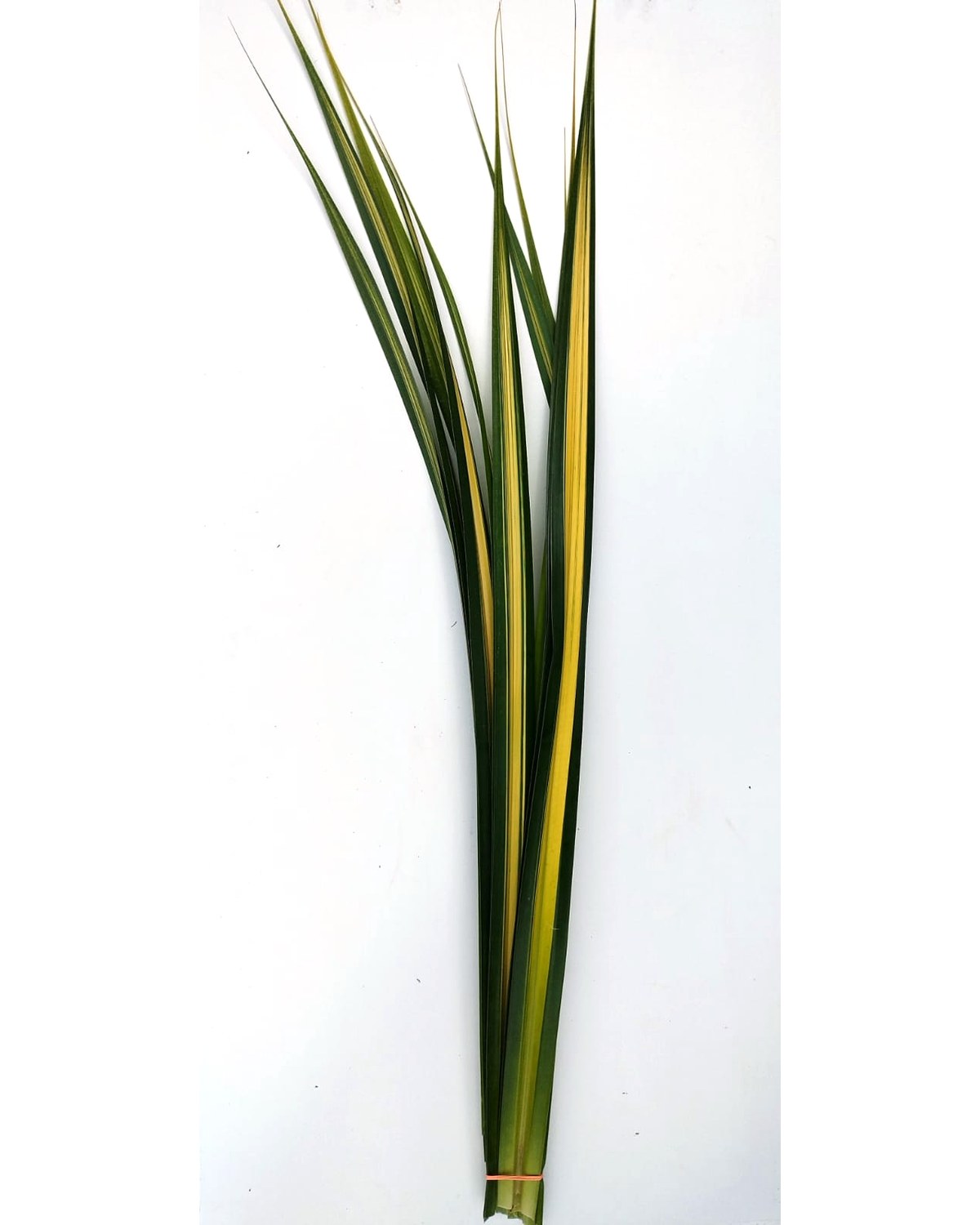 Fresh cut Pandanus foliage