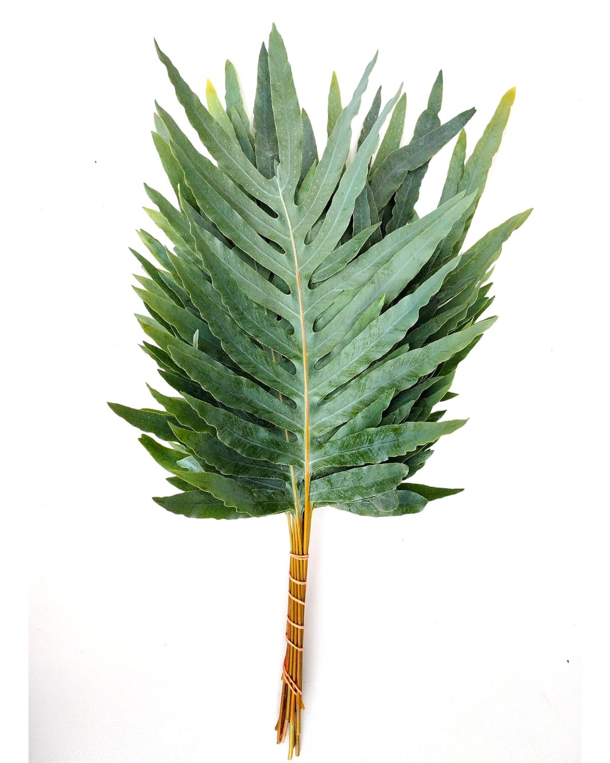 Phlebodium fern, also known as Golden Fern