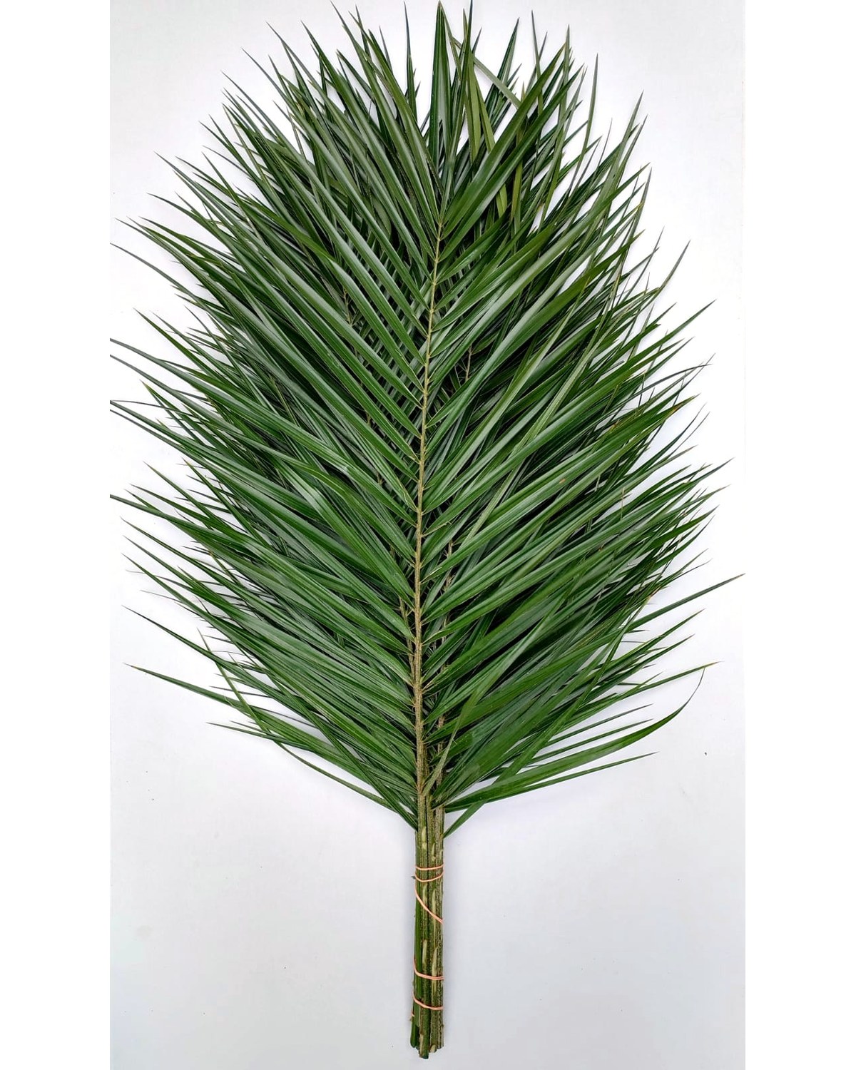 Phoenix roebelenii palm foliage