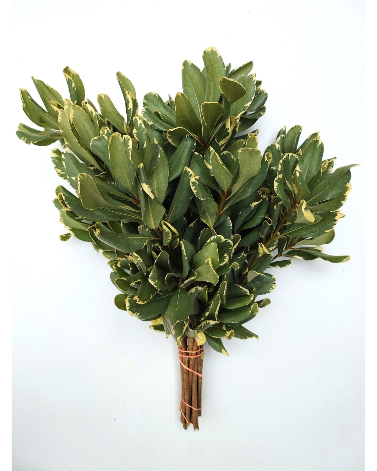 Fresh cut Pittosporum foliage