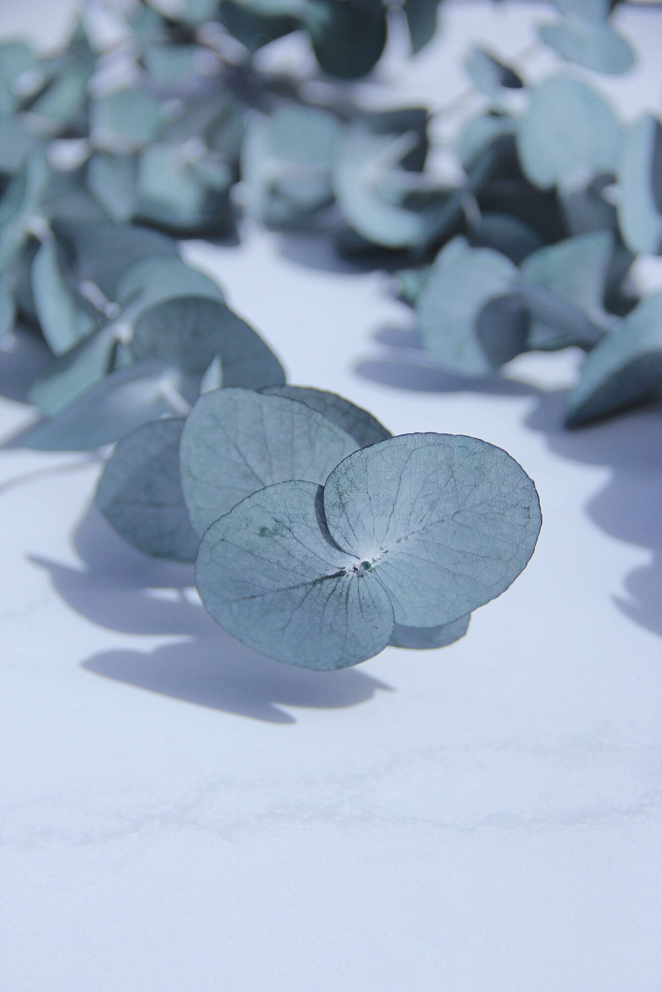 Preserved eucalyptus with muted blue-grey tones