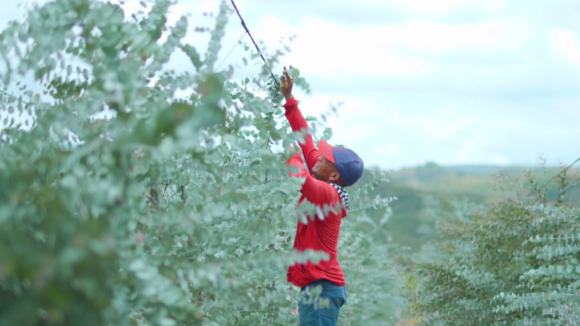 A worker pruning eucalyptus trees in the open field