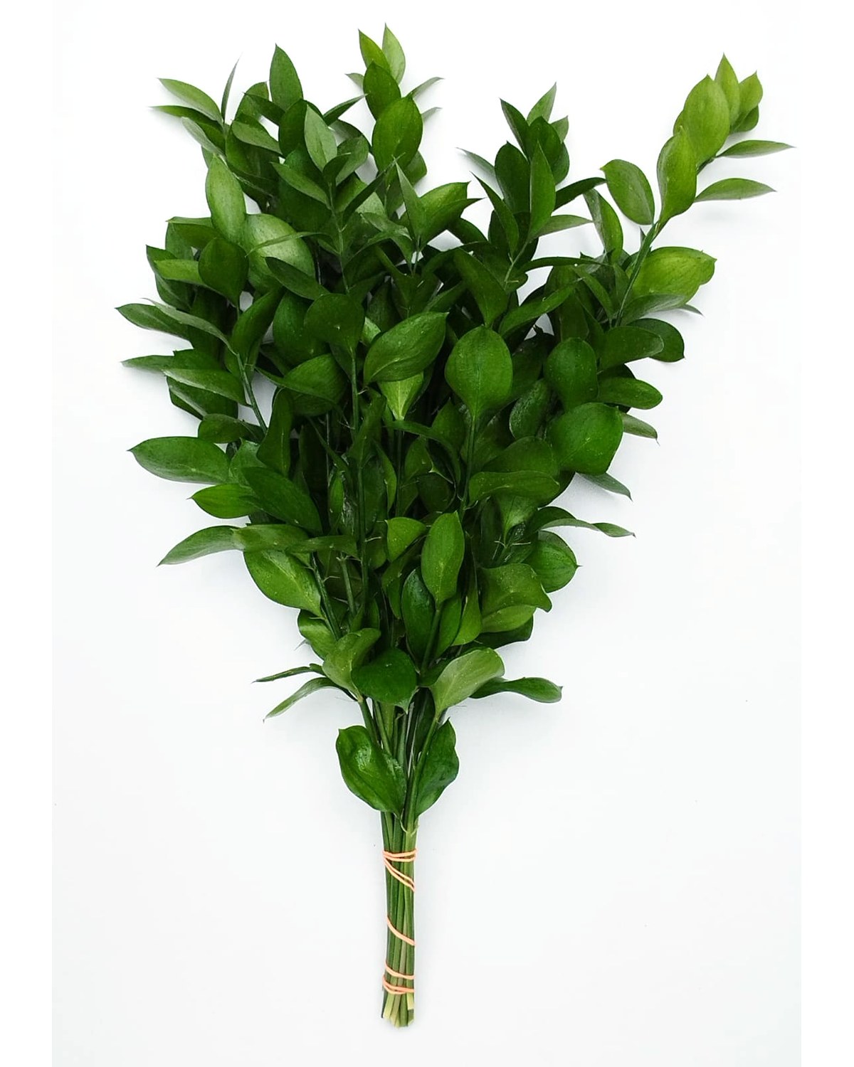 Fresh cut Ruscus foliage