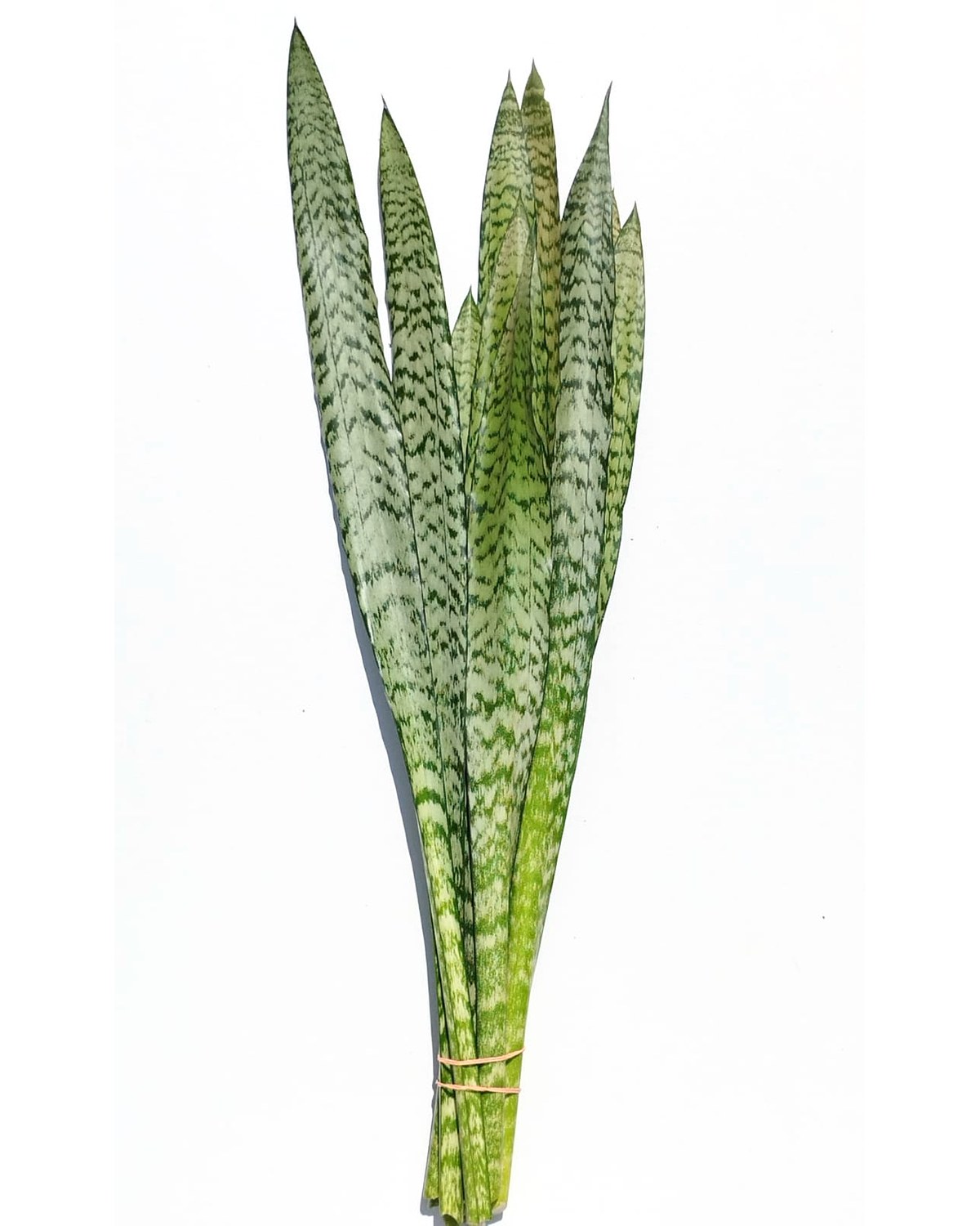 Fresh cut Sansevieria foliage