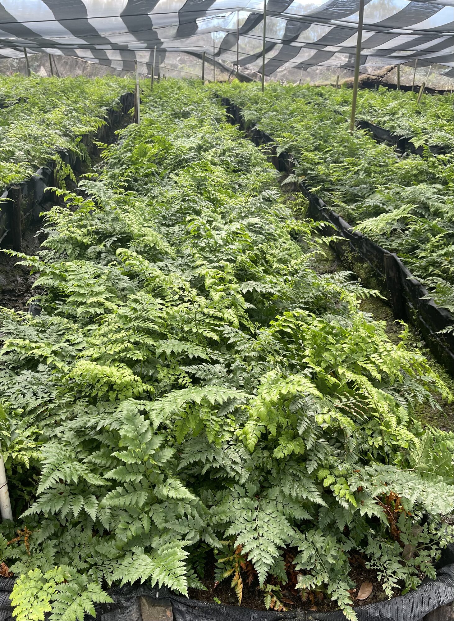 Rows of leather leaf fern growing under the shade house