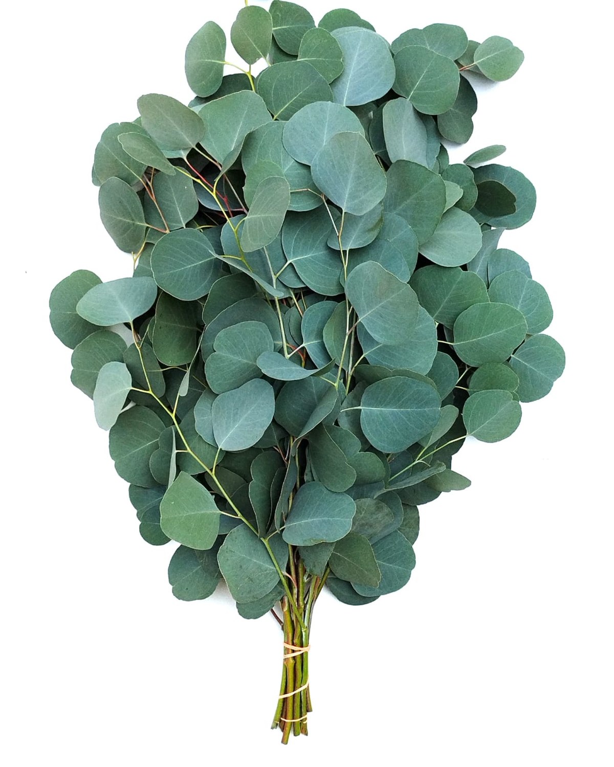 Eucalyptus 'Silver Dollar' foliage with round silvery leaves