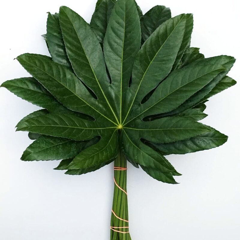 Aralia