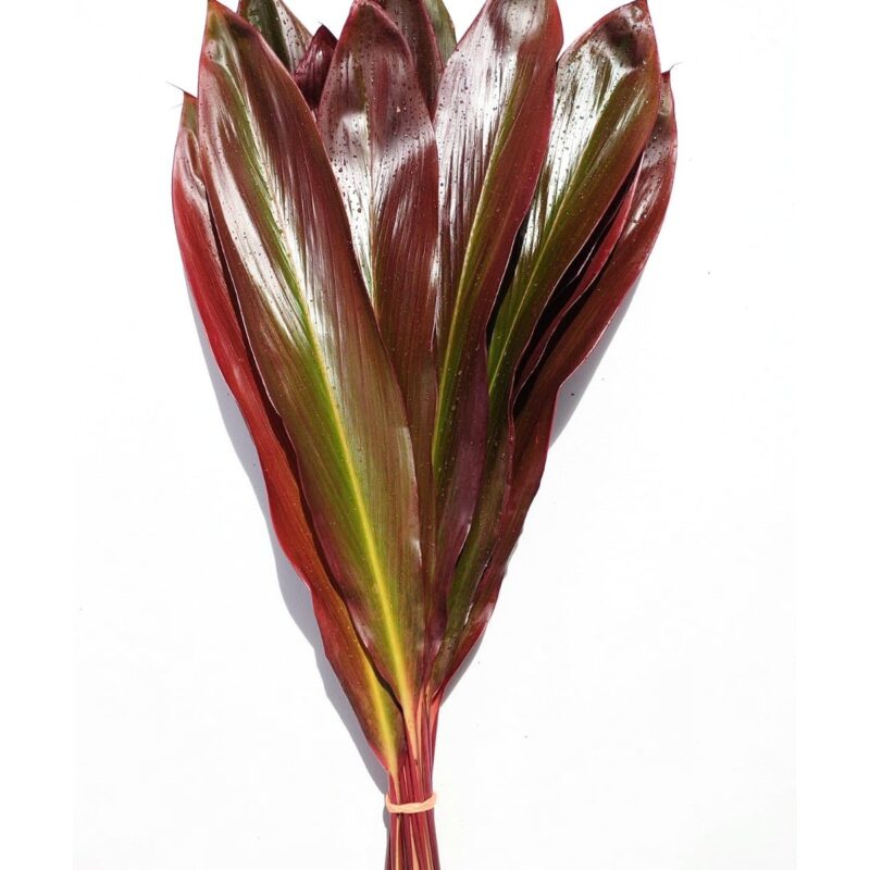 Cordyline