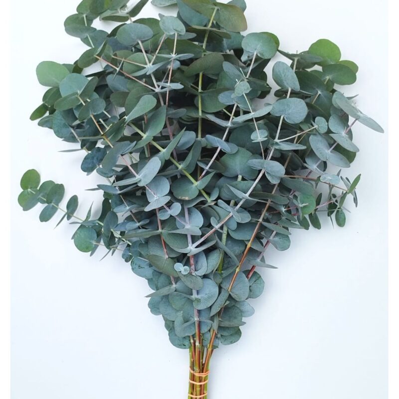 Eucalipto Cinerea