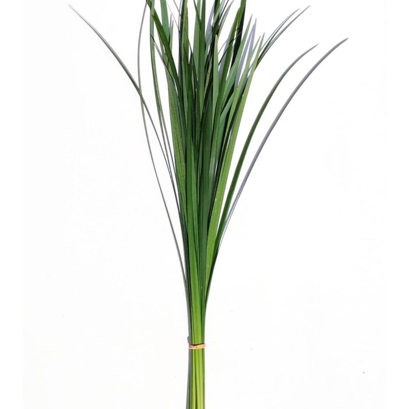 Lily Grass