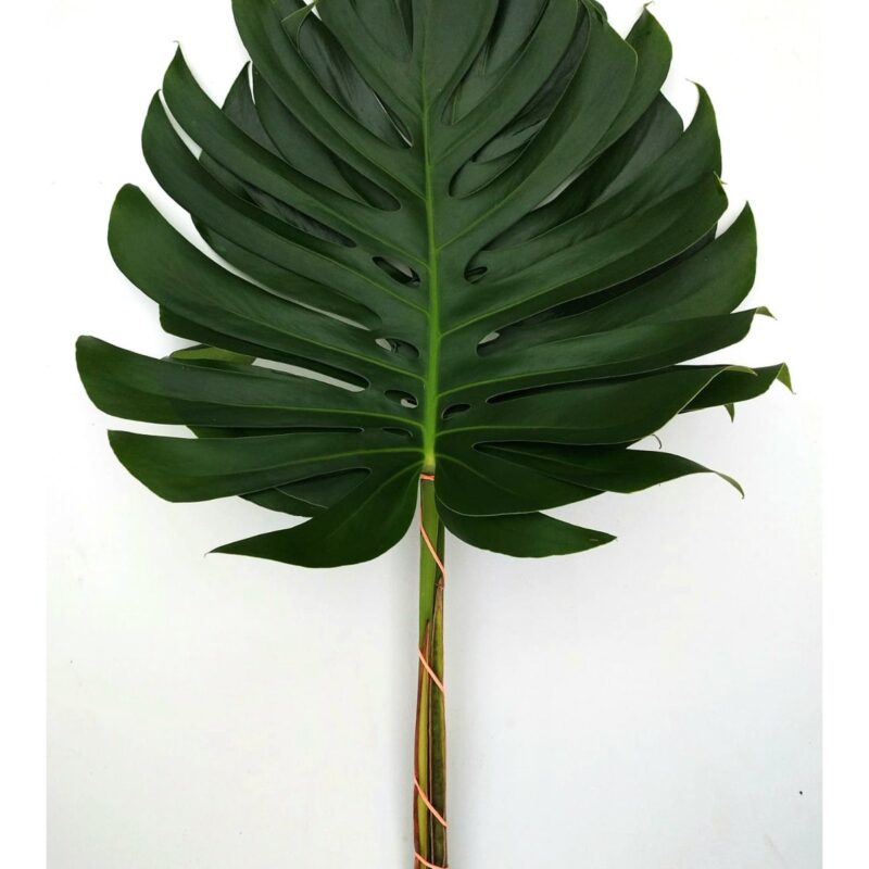 Monstera M