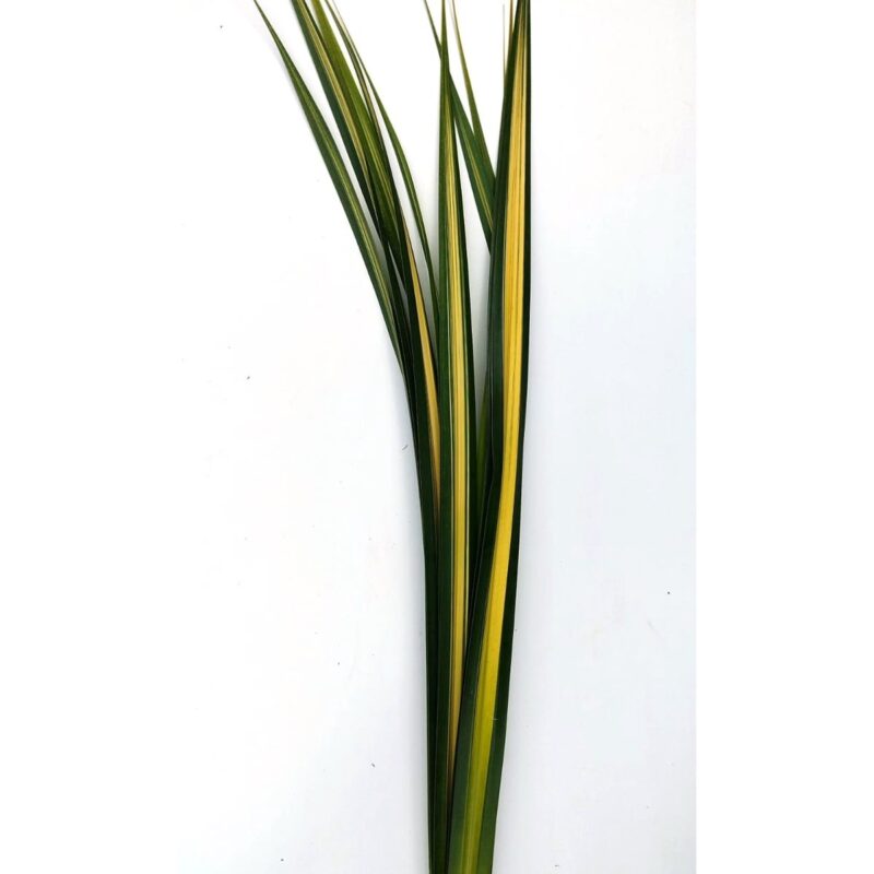 Pandanus