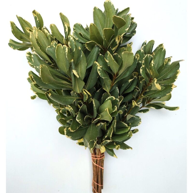 Pittosporum