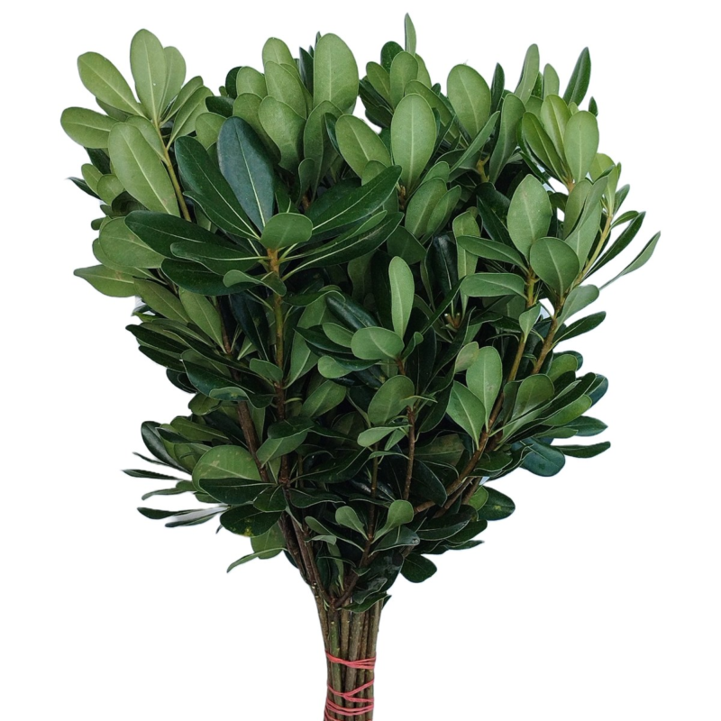 Pittosporum verde