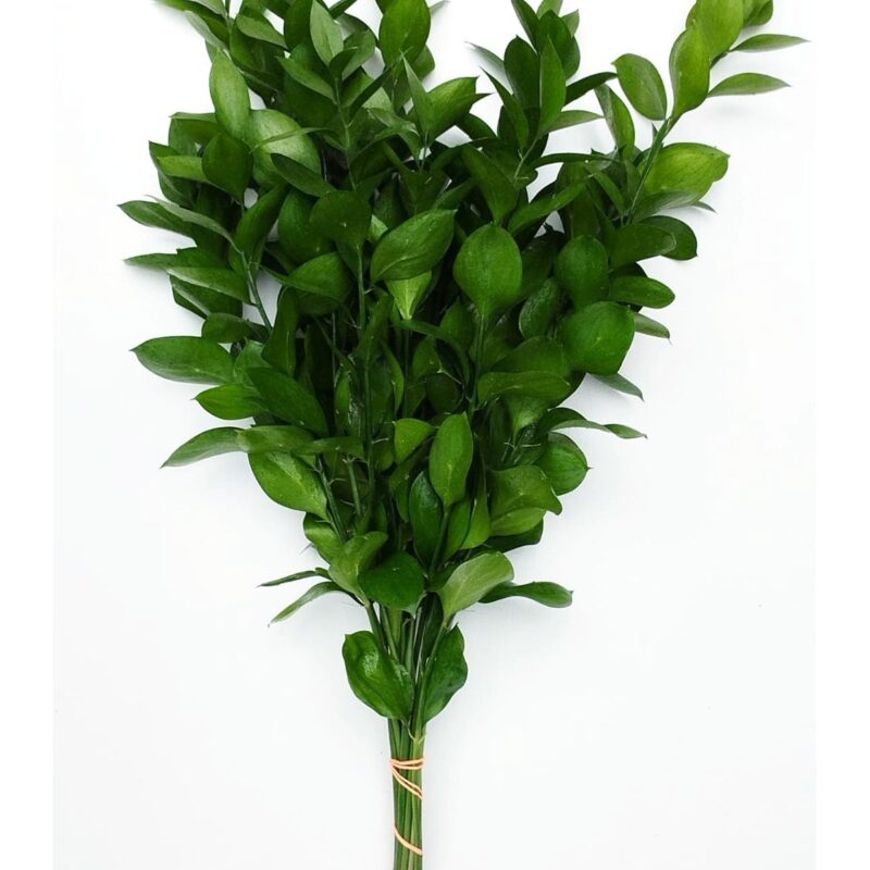 Ruscus