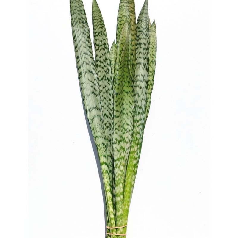 Sansevieria