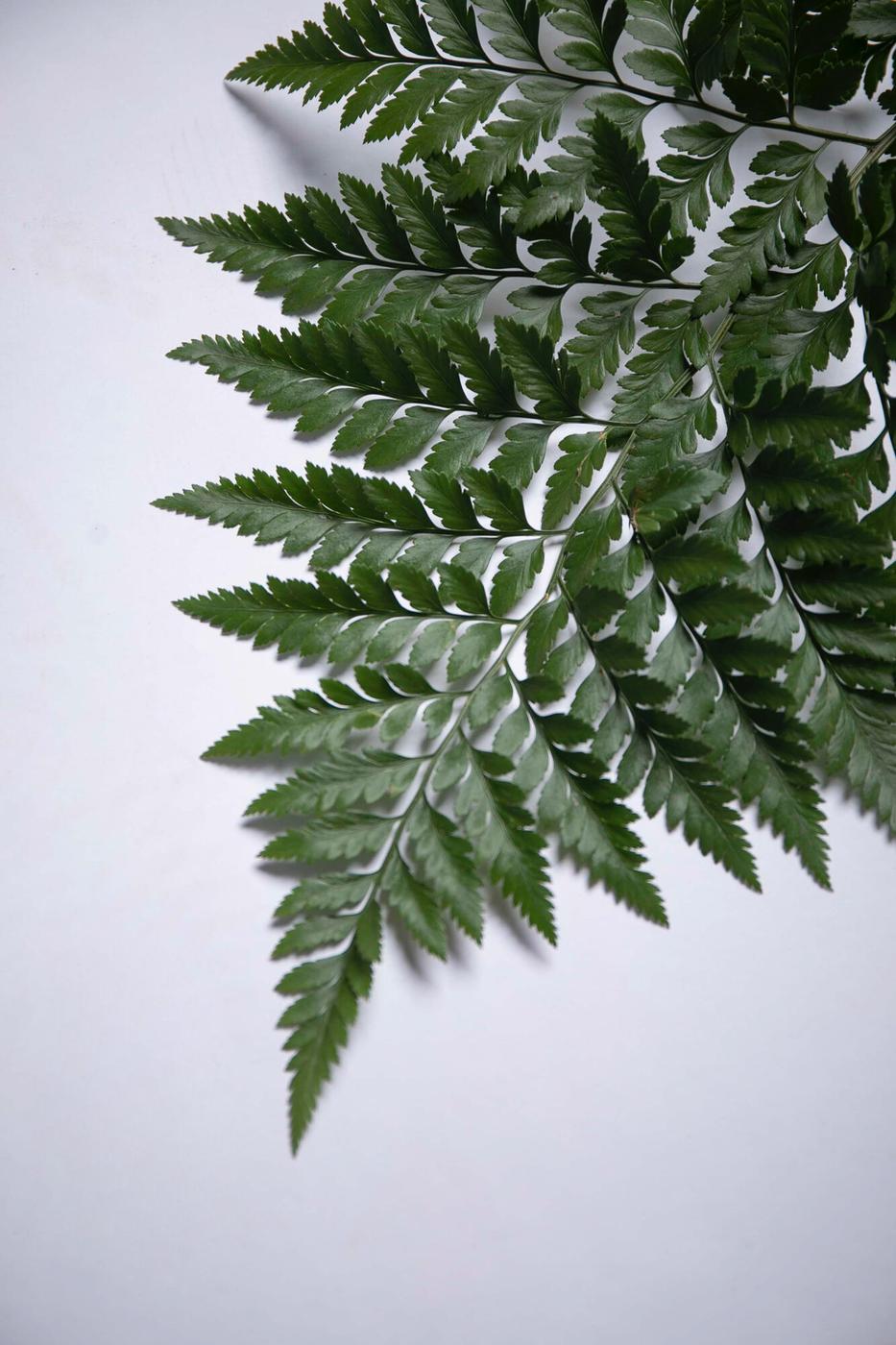 Leather leaf fern growing in rows on the farm