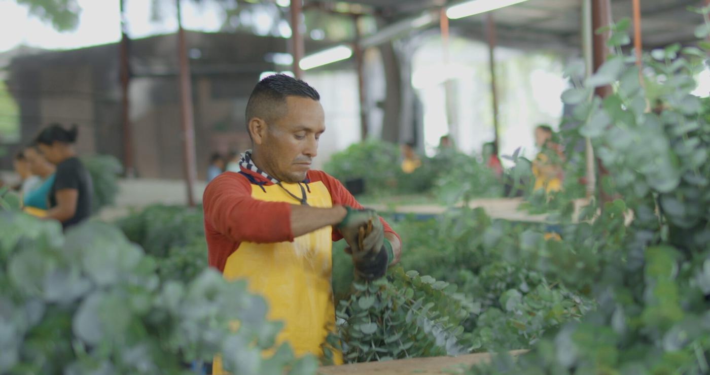 The Green Mood team grading and packing stems on site